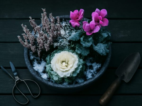 Winterblüher für den Balkon im Advent