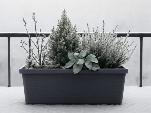 Winterliche Balkonkästen Bepflanzen im Advent